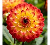 Dalia perenne a doppio petalo/Giardino, balcone, vaso e piantagione in piena terra/Facile da coltivare, Fiorisce in tutte le stagioni-2bulbi-F