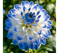 Dalia perenne a doppio petalo/Giardino, balcone, vaso e piantagione in piena terra/Facile da coltivare, Fiorisce in tutte le stagioni-8bulbi-E