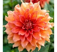 Dalia perenne/Abbellimento del giardino/Fiorisce abbondantemente in estate e autunno, Facile da curare-2bulbi-A