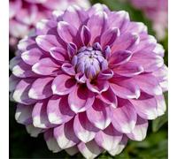 Dalia perenne/Abbellimento del giardino/Fiorisce abbondantemente in estate e autunno, Facile da curare-8bulbi-D