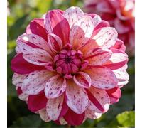 Dalia perenne/Abbellimento del giardino/Fiorisce abbondantemente in estate e autunno, Facile da curare-4bulbi-B