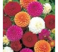 Dalia Pompon 50 Semi Seeds ONLY
