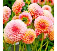 Dalia Raro Bellissimo Giardino Facile Da Mantenere Crescita Rapida-8Bulbi-a