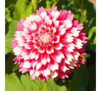 Dalia Raro Facile Da Mantenere, Crescita Rapida, Bellissimo Giardino-4Bulbi-c