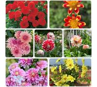 dalia semi balcone parterre resistente decorativa reverdecimiento 400pcs