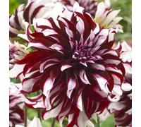 Dalia Tartan Dinnerplate Holland Park 1x