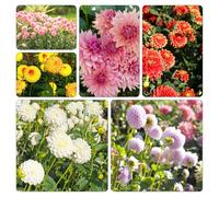 Dalia ufficio ornamentali di resistenti al interno giardino 3bulbi