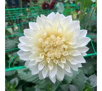 dalias bulbi da giardino giardino Letti elevati per la resistente interni bulbi Copertura perenne resistente balcone resistente 3pcs