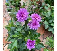 dalias bulbi decorazione letto elevato riverdimento tetti selvatici bulbi giardino giardino balcone letto elevato per balcone Letti 7pcs