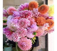 dalias bulbi letto elevato Copertura resistente giardino giardino bulbi decorazione iniziale ufficio prato api letto elevato per balcone balcone 2pcs