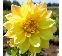 Dalie che non richiedono pre-germinazione - Basta interrarle nel terreno - Nessuna difficoltà di piantagione-6 PCS-J