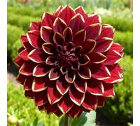 Dalie che non richiedono pre-germinazione - Basta interrarle nel terreno - Nessuna difficoltà di piantagione-6 PCS-I