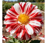 Dalie che non richiedono pre-germinazione - Basta interrarle nel terreno - Nessuna difficoltà di piantagione-2 PCS-C