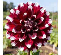 Dalie che non richiedono pre-germinazione - Basta interrarle nel terreno - Nessuna difficoltà di piantagione-4 PCS-E