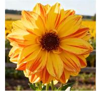 Dalie che non richiedono pre-germinazione - Basta interrarle nel terreno - Nessuna difficoltà di piantagione-8 PCS-F