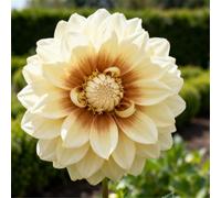 Dalie che non richiedono pre-germinazione - Basta interrarle nel terreno - Nessuna difficoltà di piantagione-8 PCS-B