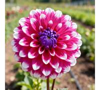 Dalie che non richiedono pre-germinazione - Basta interrarle nel terreno - Nessuna difficoltà di piantagione-10 PCS-H