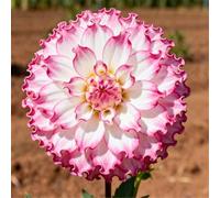 Dalie da giardino - adatte per piantagioni in massa - creano bordure fiorite da sogno - un must per i giardini-6 PCS-F