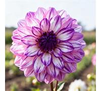 Dalie da giardino - adatte per piantagioni in massa - creano bordure fiorite da sogno - un must per i giardini-6 PCS-A