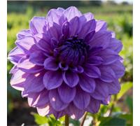 Dalie da giardino - adatte per piantagioni in massa - creano bordure fiorite da sogno - un must per i giardini-6 PCS-E