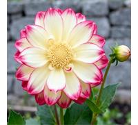 Dalie da giardino - adatte per piantagioni in massa - creano bordure fiorite da sogno - un must per i giardini-4 PCS-B