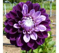 Dalie da giardino - adatte per piantagioni in massa - creano bordure fiorite da sogno - un must per i giardini-6 PCS-I