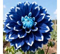 Dalie da giardino - adatte per piantagioni in massa - creano bordure fiorite da sogno - un must per i giardini-6 PCS-D