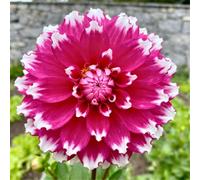 Dalie da giardino - adatte per piantagioni in massa - creano bordure fiorite da sogno - un must per i giardini-6 PCS-H