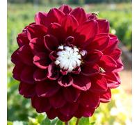 Dalie da giardino - adatte per piantagioni in massa - creano bordure fiorite da sogno - un must per i giardini-6 PCS-C