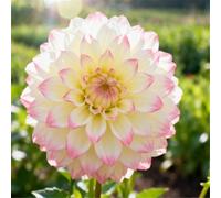 Dalie da interno - Varietà tolleranti all'ombra - Perfette per giardini/balconi-10 PCS-D