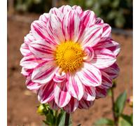 Dalie da interno - Varietà tolleranti all'ombra - Perfette per giardini/balconi-8 PCS-I