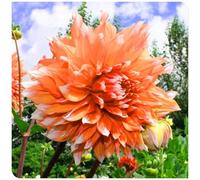 Dalie di alta qualità, bulbi perenni resistenti al freddo, adatti sia per uso interno che esterno, perfetti per decorare il tuo giardino o balcone-2bulbi-B