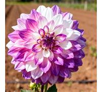 Dalie facili da coltivare - adatte ai principianti - Piantate in vaso o in piena terra, non richiedono molte cure-2 PCS-J