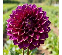 Dalie perenni per giardini - Da godere per anni dopo la piantagione - Facili da curare-6 PCS-I