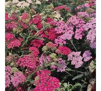 dalie resistentipianteresistenti in vaso,meravigliosamente vivaci conpiante,in vaso lungo periodo di per una,per gli amanti del 5bulbi