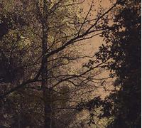 DAMMERFARBEN - HERBSTPFAD
