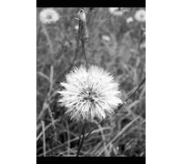Dandelion Logic: Poems from the cracks I grew through.