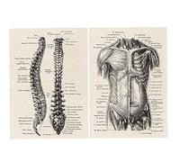 Danlai 2 Pezzi Poster di Anatomia Umana Artwork Picture Murale Immagine Muscolare Vintage Skeleton Poster Stampa Educazione Decor per Camera Letto, Uffici