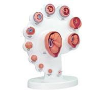 DANNMPX Modello Umano Modello Anatomico Del'organo di Crescita Fetale Umano per L'educazione Medica Anatomico