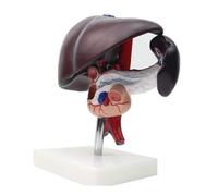 DANNMPX Modello Umano Modello Anatomico di Simulazione del Pancreas E Duodeno Umano Anatomia Fegato per L'insegnamento Del'anatomia Anatomico