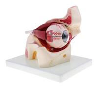 DANNMPX Modello Umano Modello di Anatomia Del'occhio Ingrandito 3X Occhio Umano Bulbo Oculare E Scheletro della Palpebra Medico Accurato Anatomico