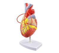 DANNMPX Modello Umano Modello di Bypass Cardiaco Anatomico Cuore Umano con 2 Parti Staccabili per L'insegnamento Medico Cardiac Labs Anatomico