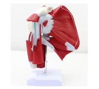 DANNMPX Modello Umano Modello di Muscolo Tendine Del'articolazione della Spalla Umana Biologia Anatomico Medico Anatomico