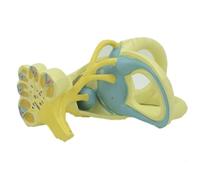 DANNMPX Modello Umano Modello di Struttura Interna Del'orecchio Anatomico Medico Organo Umano Orecchio per La Comunicazione con Il Paziente Anatomico