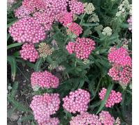 d'appartamento Wonderbush,pianteresistenti in vaso,semi di Propagazione dei semi,decorazioni per il giardino esterno di crescita pianteda interno 300semi