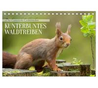 Das Eurasische Eichhörnchen - Kunterbuntes Waldtreiben (Tischkalender 2026 DIN A5 quer), CALVENDO Monatskalender: Das bei uns heimische Eichhörnchen ... Farbvariationen, von rot bis fast schwarz.
