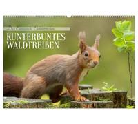 Das Eurasische Eichhörnchen - Kunterbuntes Waldtreiben (Wandkalender 2026 DIN A2 quer), CALVENDO Monatskalender: Das bei uns heimische Eichhörnchen ... Farbvariationen, von rot bis fast schwarz.