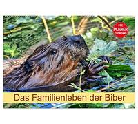 Das Familienleben der Biber (Wandkalender 2026 DIN A2 quer), CALVENDO Monatskalender: Größte Nagetier in Europa