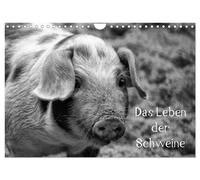 Das Leben der Schweine (Wandkalender 2027 DIN A4 quer), CALVENDO Monatskalender