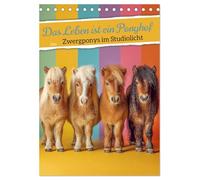 Das Leben ist ein Ponyhof - Zwergponys im Studiolicht (Tischkalender 2026 DIN A5 hoch), CALVENDO Monatskalender: Pony Kalender mit bezaubernden ... oder Kalender fürs Mädchenzimmer.
